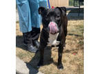 Adopt kilroy a Pit Bull Terrier