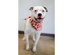 Adopt Grover a Pit Bull Terrier