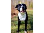 Adopt Scotty a Pointer