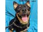 Adopt Agent Cody Banks a Australian Cattle Dog / Blue Heeler, Rottweiler