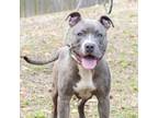 Adopt Jean Pierre a Pit Bull Terrier