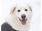 Adopt Biscuit a Great Pyrenees