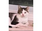 Adopt Tollee a Domestic Short Hair