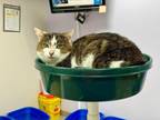 Adopt Nemo a Domestic Short Hair