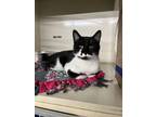 Adopt Jeffrey a Tuxedo, Domestic Short Hair