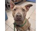 Adopt Howie a Mixed Breed