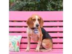 Adopt Oscar a Beagle
