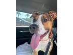 Adopt TODD a Pit Bull Terrier, Mixed Breed