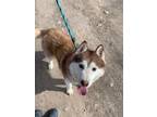 Adopt Marshall a Husky