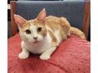 Adopt Fettucini a American Shorthair