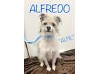 Adopt Alfredo (Alfie) a Terrier