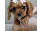 Cavalier King Charles Spaniel Puppy for sale in Colcord, OK, USA