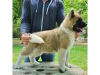 Akita Puppy for sale in Jamesville, NC, USA