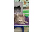 Adopt Roman a Domestic Short Hair