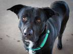 Adopt Tank a Black Labrador Retriever, German Shepherd Dog