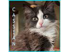 Adopt CASSIAN a Domestic Long Hair