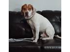 Adopt Mahogany a German Shorthaired Pointer