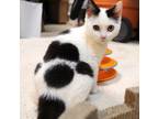 Adopt Pongo a Domestic Short Hair