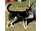 Adopt Rebel a Husky