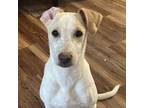 Adopt Jeremy a Jack Russell Terrier, Mixed Breed