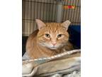 Adopt PUMPKIN a Domestic Short Hair