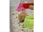 Adopt Romeo a Mouse