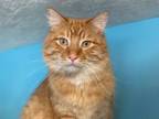 Adopt Curly a Tabby