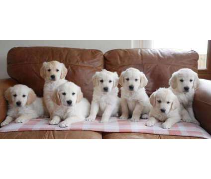 Golden Retriever Puppies is a Everything Else for Sale in Biddeford ME