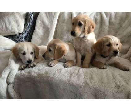 Excellent Golden Retriever Puppies is a Everything Else for Sale in Biddeford ME