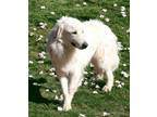 Adopt LIKEABLE LEO a Great Pyrenees