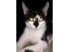 Adopt Cricket a Turkish Van, Domestic Short Hair