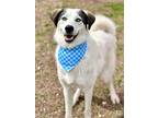 Adopt Fernando a Siberian Husky, Anatolian Shepherd