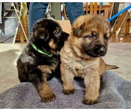 AKC German Shepherd Puppies is a Everything Else for Sale in Fishers Island NY