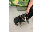 Adopt FELIX a Australian Cattle Dog / Blue Heeler, Mixed Breed