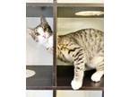 Adopt Rocket a Tabby