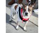Adopt Popeye a Parson Russell Terrier