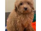 Poodle (Toy) Puppy for sale in Warrenton, MO, USA