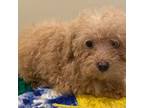 Poodle (Toy) Puppy for sale in Warrenton, MO, USA