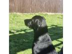 Labrador Retriever Puppy for sale in Greeley, CO, USA