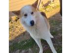 Adopt Toby a Husky, Great Pyrenees