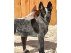 Adopt Ricky a Australian Cattle Dog / Blue Heeler