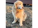 Adopt Braxton a Golden Retriever