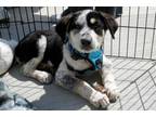 Adopt Fluffer Nutters: Yohan a Great Pyrenees, Australian Cattle Dog / Blue