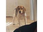 Adopt Rambler a Beagle