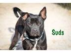Adopt Suds a Mixed Breed