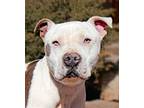 Adopt Spectacular Mr Spanner = CHARMER ! a American Staffordshire Terrier