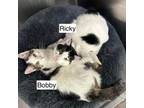 Adopt Ricky a Domestic Short Hair