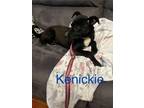 Adopt Kenicki a German Shepherd Dog, Black Labrador Retriever