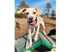 Adopt Lloyd a Labrador Retriever, Terrier