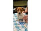 Adopt Todd a Basset Hound, Australian Cattle Dog / Blue Heeler